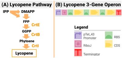 Removing the Bottleneck: Introducing cMatch - A Lightweight Tool for Construct-Matching in Synthetic Biology